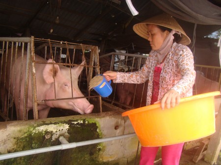 Nhờ sử dụng nguồn vốn vay ưu đãi từ Ngân hàng Chính sách xã hội, nhiều hội viên phụ nữ thoát nghèo bền vững.