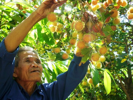 Chôm chôm là một trong những loại cây trồng Vĩnh Long đang thực hiện sản xuất rải vụ.