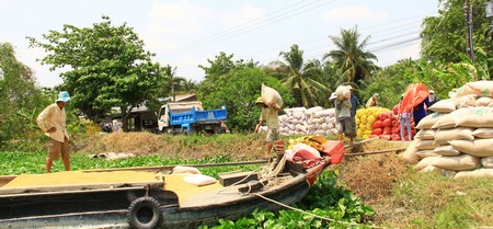 Đề án tái cơ cấu ngành nông nghiệp của tỉnh đem lại nhiều hy vọng cho sản xuất, kinh doanh lúa gạo. 