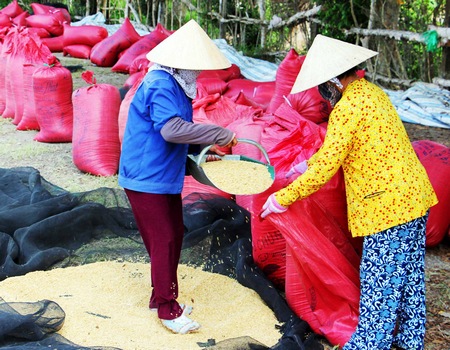 Mặt hàng gạo giảm về sản lượng và giá trị xuất khẩu tác động lớn đến kim ngạch xuất khẩu chung.