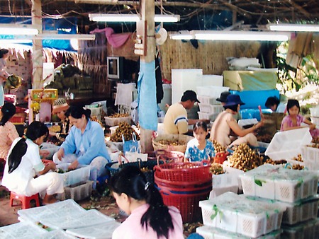 Cù lao Minh một thời được mệnh danh là “vương quốc nhãn”. Trong ảnh: Đóng rổ nhãn xuất khẩu.Ảnh: THIÊN THANH