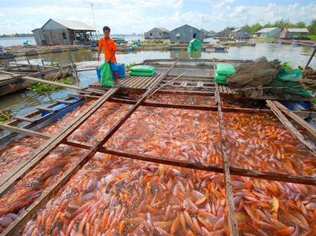 Phát huy nguồn lợi thủy sản ven sông.