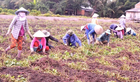 Khuyến cáo nông dân không nên trồng rau màu trong vùng kém an toàn mùa lũ.