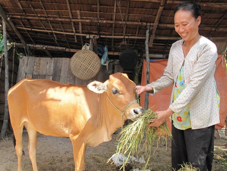 Năm 2011, ngoài hỗ trợ cất nhà, chị Nguyễn Thị Hồng Cúc (ấp Phú An, xã An Phước- Mang Thít) còn may mắn bốc thăm “trúng” con bò trong chương trình Chuyến xe nhân ái.