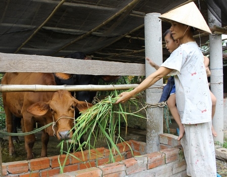 Con bò dự án nhà chị Phượng nuôi rất mau lớn.