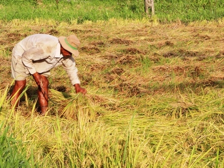 Người dân ở Mang Thít khó khăn thu hoạch lúa đổ ngã. Ảnh: THẢO LY