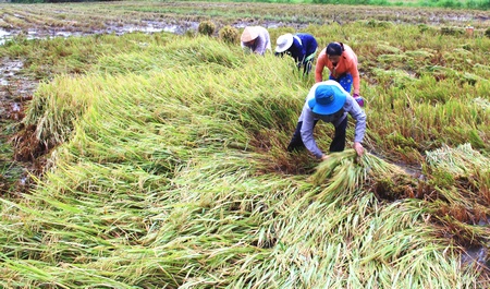 Theo người dân, lúa đổ ngã do ảnh hưởng mưa sẽ làm giảm năng suất. Ảnh: TUYẾT HIỀN