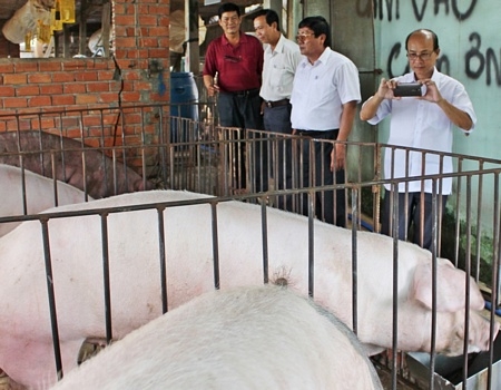 Hội Nông dân tỉnh đến tham quan mô hình chăn nuôi heo của ông Sáu Bành (bìa trái).