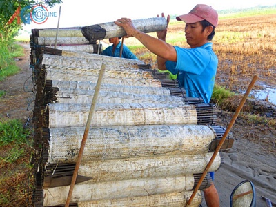 Nhờ có nguồn lươn giống mà bà con có thu nhập ổn định