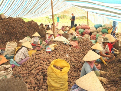 Nông dân trồng khoai mong muốn quảng bá rộng rãi thương hiệu “Khoai lang Bình Tân, Vĩnh Long, Việt Nam”.