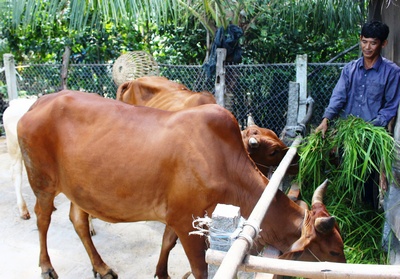 Nhờ được vay vốn, nhiều hộ gia đình có thêm điều kiện phát triển kinh tế, ổn định cuộc sống.