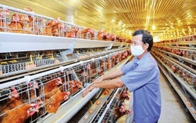 Nếu không nâng cao khả năng cạnh tranh, ngành chăn nuôi Việt Nam dễ bị 