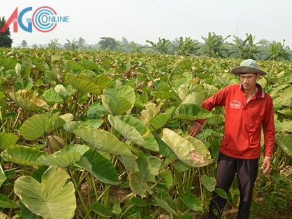 Nông dân “gặp khó” với cây khoai môn