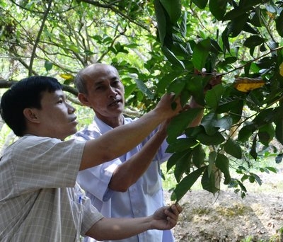 Cây trồng định hướng phát triển tập trung, xây dựng thương hiệu.