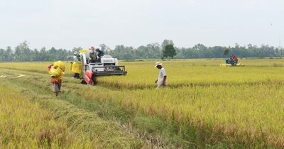 Người dân Phú Lộc vào mùa thu hoạch lúa