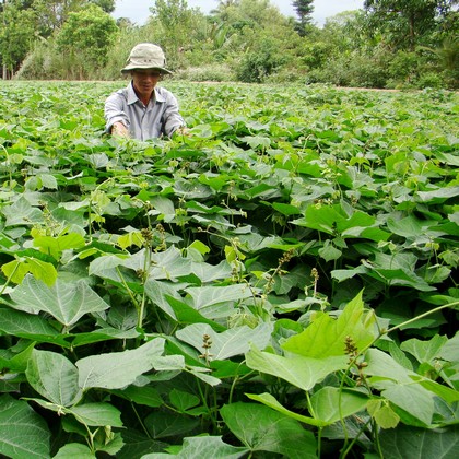 Nông nghiệp được cho là còn nhiều “dư địa” tăng trưởng trong 3 tháng cuối năm.