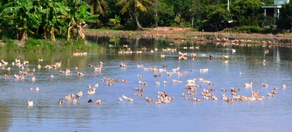 Chăn nuôi vịt thả, chạy đồng vẫn còn phổ biến ở ĐBSCL.