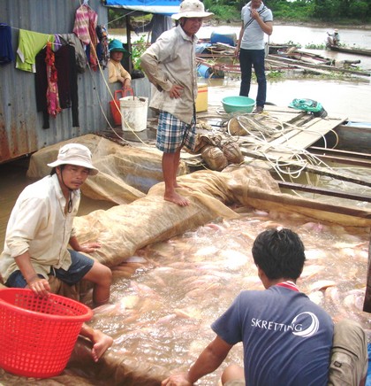 Hộ nuôi cá ven sông ở Vĩnh Long đều cam kết không sử dụng chất cấm chăn nuôi.