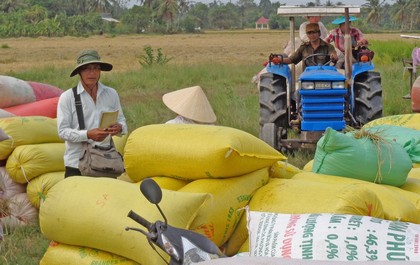 Cơ giới hóa sản xuất lúa mới chỉ giải phóng một phần sức lao động trong nông nghiệp. 