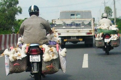 Vận chuyển vịt không che đậy, nguy cơ rơi vãi mầm bệnh là rất cao. Ảnh: HOÀNG MINH