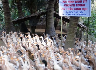 ​Nuôi vịt an toàn sinh học chuyên trứng ở Vũng Liêm. Ảnh: Quốc Khánh