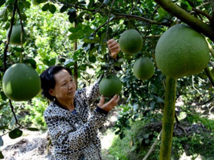 Bà Phan Thị Út, xã Long Khánh (TX.Cai Lậy) ước năm nay thu hoạch bưởi da xanh bán Tết không dưới 1 tấn.