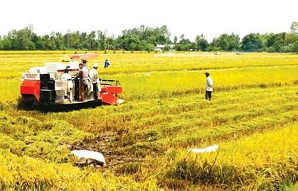 Đất trồng lúa ĐBSCL đang đối diện với hạn hán và mặn xâm nhập (Ảnh: CAO PHONG)