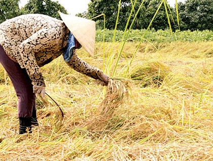 Lúa thất mùa do hạn, mặn