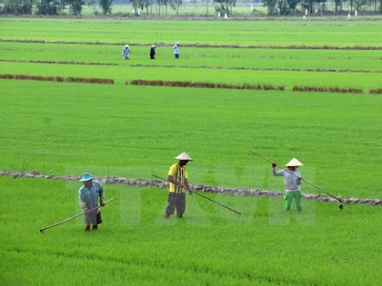 Chăm sóc lúa ở huyện Giồng Riềng, Kiên Giang. (Ảnh: Lê Huy Hải/TTXVN)