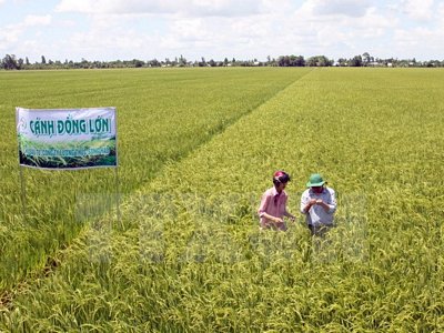  Một góc cánh đồng lớn tại huyện Cờ Đỏ, thành phố Cần Thơ. (Ảnh: Đình Huệ/TTXVN)