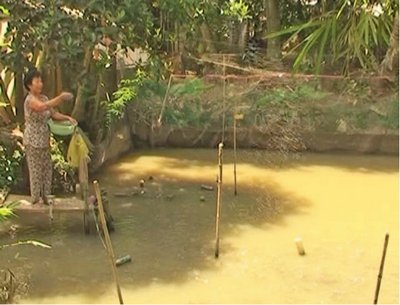 Mô hình nuôi cá lóc của hội viên phụ nữ xã Đông Thạnh.