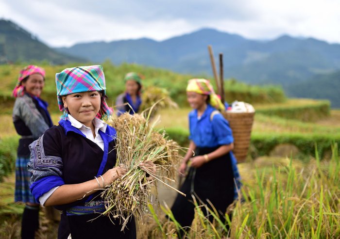 Thiếu nữ Mông xinh xắn, hiền lành và chăm chỉ thu hoạch lúa bên thửa ruộng ven đường.