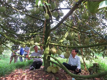 Mỗi ha sầu riêng sản xuất nghịch vụ, nông dân có thể lãi từ 800 triệu đồng đến 1 tỷ đồng