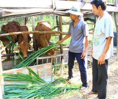 Cho vay thêm vốn giúp cho những hộ mới thoát nghèo phát triển sản xuất và thoát nghèo bền vững.