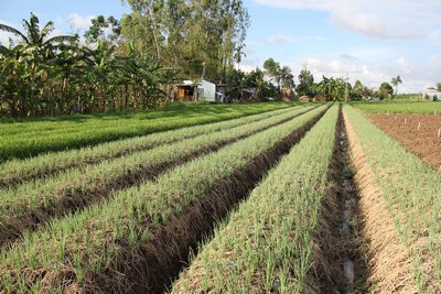 Ruộng rau tươi tốt và khô ráo ở cù lao Long Thuận mùa này.