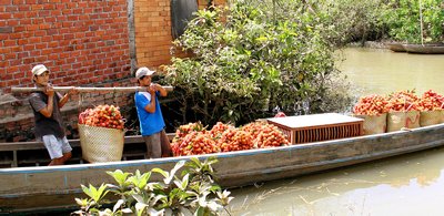 Các loại trái đặc sản: nhãn, chôm chôm, sầu riêng… tạo nguồn thu nhập ổn định cho người dân xã cù lao này.