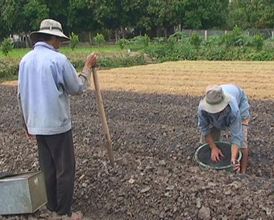 Nông dân xã Đông Thạnh làm đất xuống giống màu tết.