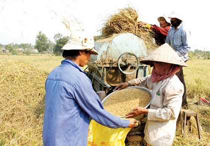 Thu hoạch lúa ở ĐBSCL. Ảnh: CAO THĂNG