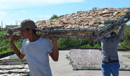 Người phơi khô liên tục đổi vị trí phơi theo hướng nắng.