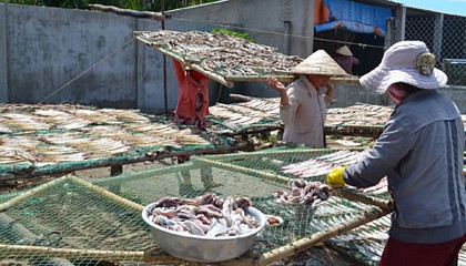 Sau thời gian ướp muối, cá được đem phơi, thông thường mất khoảng 1,5 ngày cá sẽ khô. Tiền công phơi mỗi vỉ cá của người lao động được tính 3.000 đồng.