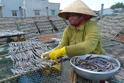 Sau khi phơi đủ nắng, cá khô được chuyển vào kho.