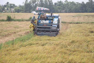 Lúa gạo là ngành hàng có cơ hội cao khi gia nhập TPP.