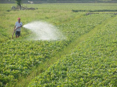 TPP mở ra nhiều cơ hội mới cho ngành nông nghiệp.