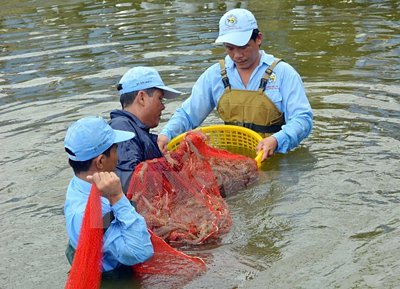 Thu hoạch tôm nuôi trong nhà kính ở Bạc Liêu. (Ảnh: Thanh Liêm/TTXVN)