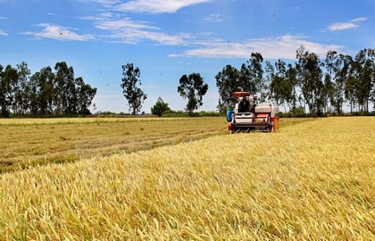 Nông dân thu hoạch lúa. (Ảnh: Bùi Như Trường Giang/TTXVN)