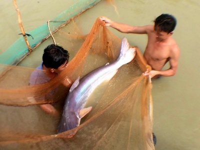 Con cá tra nuôi nặng hơn 30kg, chiều dài gần 1,5m.