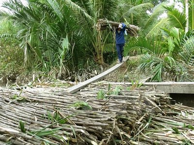 Chuyển mía ra ghe mang đi tiêu thụ. (Ảnh: Chanh Đa/TTXVN)