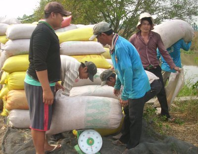 Cánh đồng mẫu lớn thiếu những hợp đồng thu mua chặt chẽ.