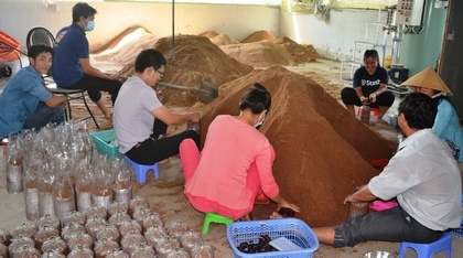 Nấm linh chi làm từ mạt cưa cây cao su, không sử dụng hóa chất nên an toàn sức khỏe.