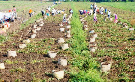 ​Việc liên kết giữa sản xuất, chế biến và tiêu thụ sản phẩm nông nghiệp của tỉnh vẫn còn nhiều khó khăn